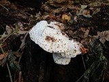 Sarcodontia spumea image