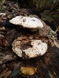 Sarcodontia spumea image