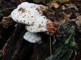 Sarcodontia spumea image