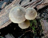 Nolanea verna var. isodiametrica image
