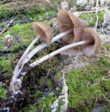 Nolanea verna var. isodiametrica image