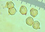 Nolanea verna var. isodiametrica image