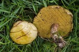 Suillus americanus image