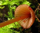 Mycena sanguinolenta image