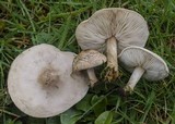 Melanoleuca subpulverulenta image