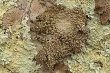 Lasallia papulosa image