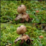 Geastrum schmidelii image