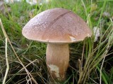 Leccinum duriusculum image