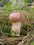 Leccinum duriusculum image