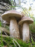 Leccinum duriusculum image