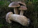 Leccinum duriusculum image
