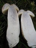 Leccinum duriusculum image
