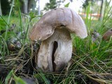 Leccinum duriusculum image