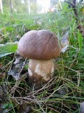 Leccinum duriusculum image