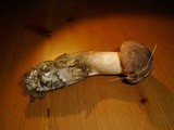 Leccinum duriusculum image