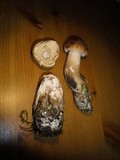 Leccinum duriusculum image