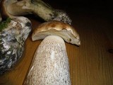 Leccinum duriusculum image