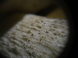 Leccinum duriusculum image