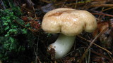 Lactarius vinaceorufescens image