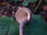 Lepiota fuscovinacea image