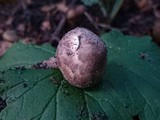 Lepiota fuscovinacea image