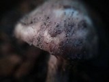 Lepiota fuscovinacea image