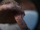 Lepiota fuscovinacea image