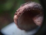 Lepiota fuscovinacea image