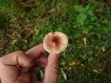 Lepiota brunneoincarnata image