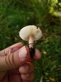 Lepiota brunneoincarnata image