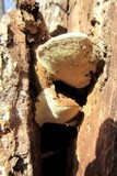 Ganoderma lobatum image
