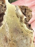 Ganoderma lobatum image