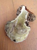 Ganoderma lobatum image