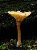 Lichenomphalia umbellifera image