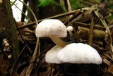 Hemimycena candida image