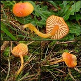 Hygrocybe insipida image