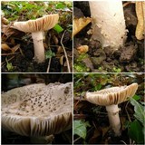 Amanita solitaria image