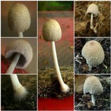 Coprinellus xanthothrix image
