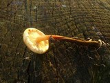 Flammulina fennae image