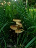 Flammulina fennae image