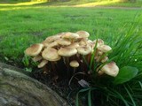 Flammulina fennae image