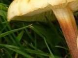Flammulina fennae image