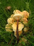 Flammulina fennae image