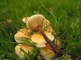 Flammulina fennae image
