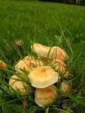 Flammulina fennae image