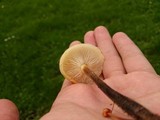 Flammulina fennae image