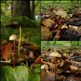Mycena crocata image