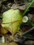 Mycena crocata image