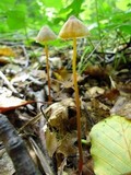 Mycena crocata image