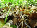 Mycena crocata image